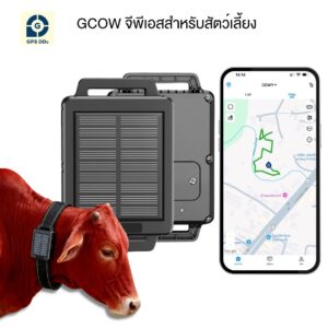 GPS ติดตามปศุสัตว์ GCOW ติดคอวัว