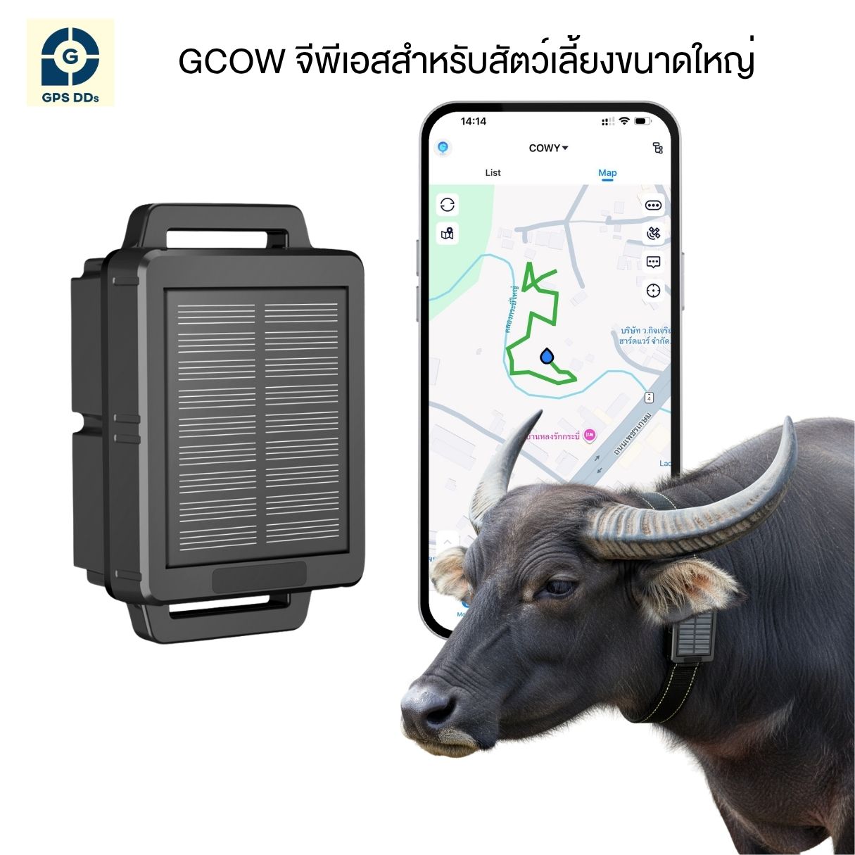GPS ติดตามปศุสัตว์ GCOW ติดคอวัว