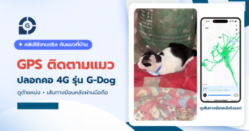 gps ติดตามแมว G-Dog